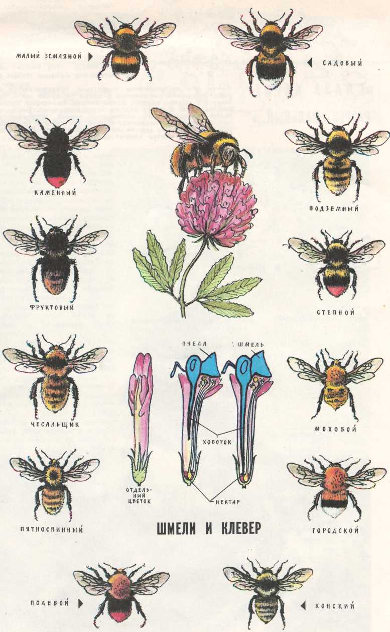 Как размножаются шмели