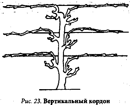 Обрезка инжира весной для начинающих в картинках