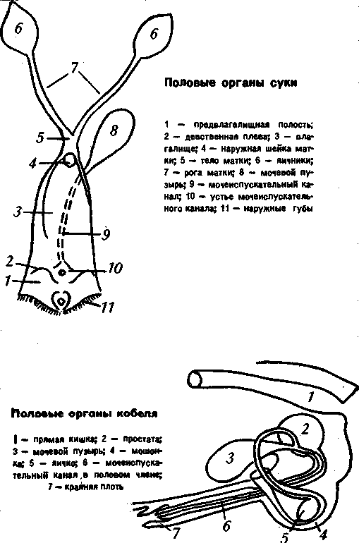 Женские половые органы животных